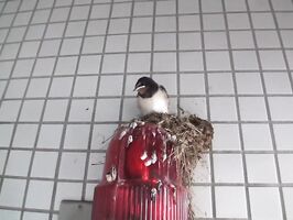 Kokomi Sakura's Car Seduction - Long-Haired Redhead Tempts Passionately